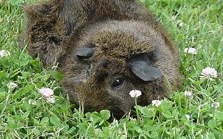 Abyssinian Guinea Pig  a.k.a. Gizmo