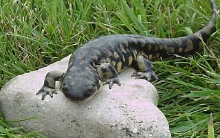 Tiger Salamander