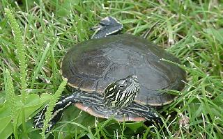 Painted Turtle